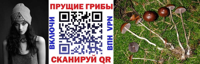Галлюциногенные грибы GOLDEN TEACHER  Вилюйск 